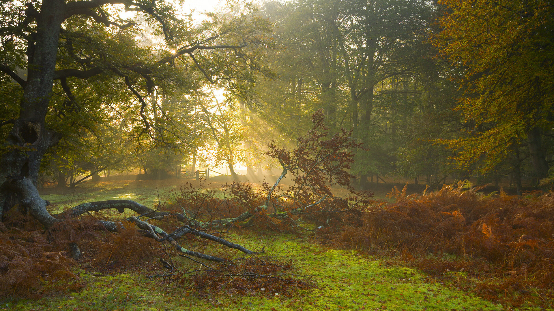 阿伦·斯密斯：他与全黑队后场的默契配合，为球队提供强大支持